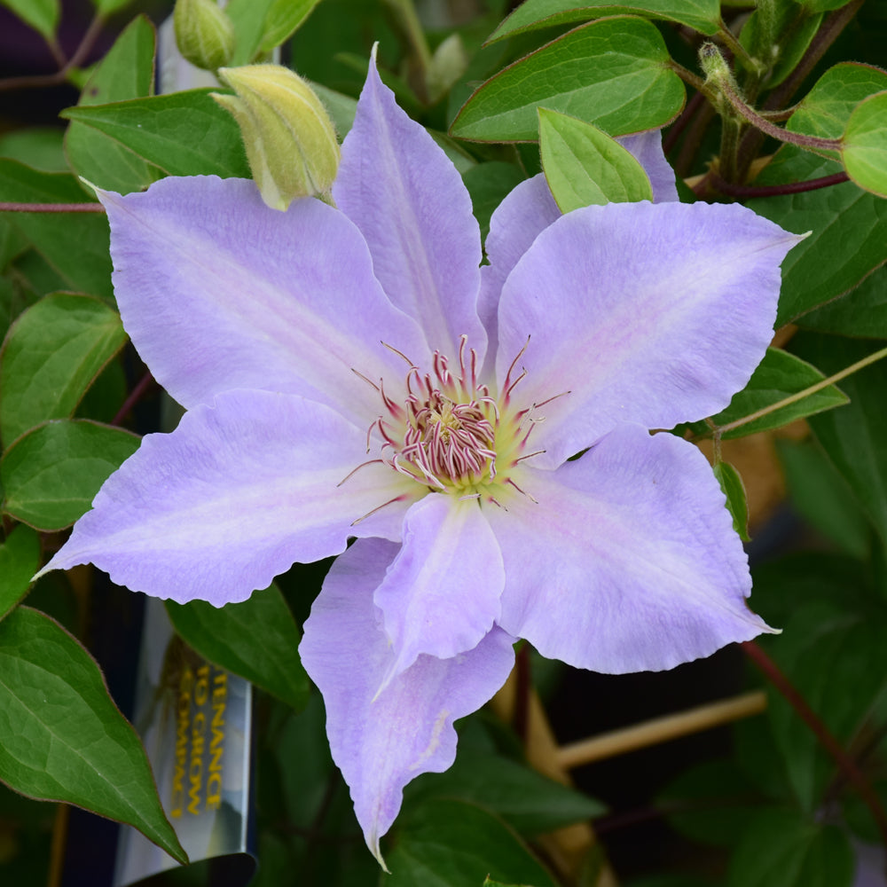 Clematis-Tranquilite 1C