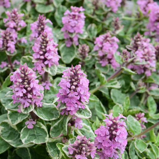 Ajuga-Pink Lightning 4"C