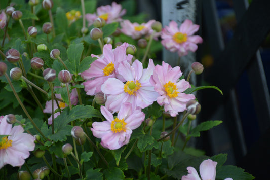 Anemone-Pocahontas 1C