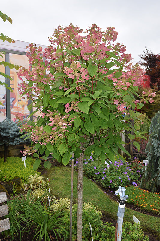 Hydrangea-Quick Fire® On Standard 10CP