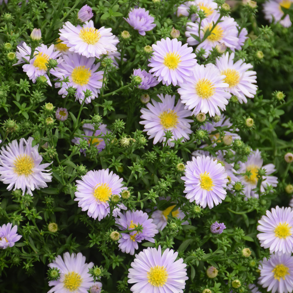 Aster-Lavender Kickin 1C