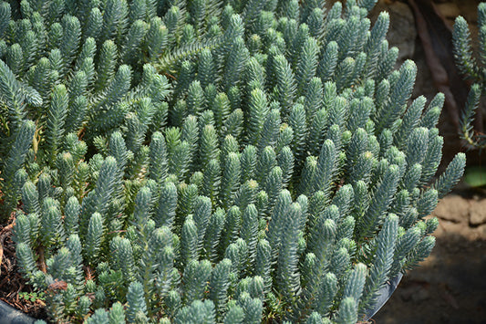 Sedum-Blue Spruce 2.5"C