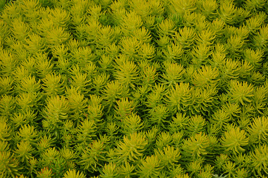 Sedum-Angelina's Teacup 3.5"C
