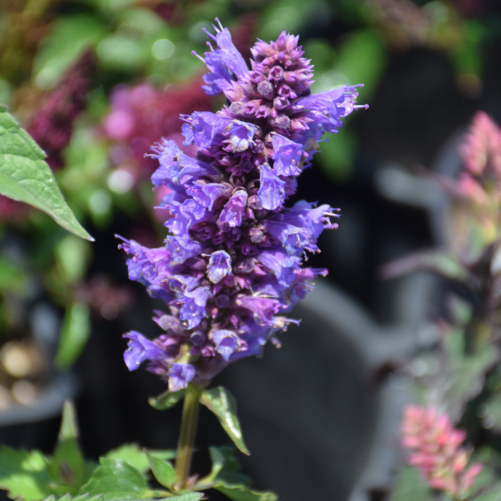 Agastache-Blue Boa 1C