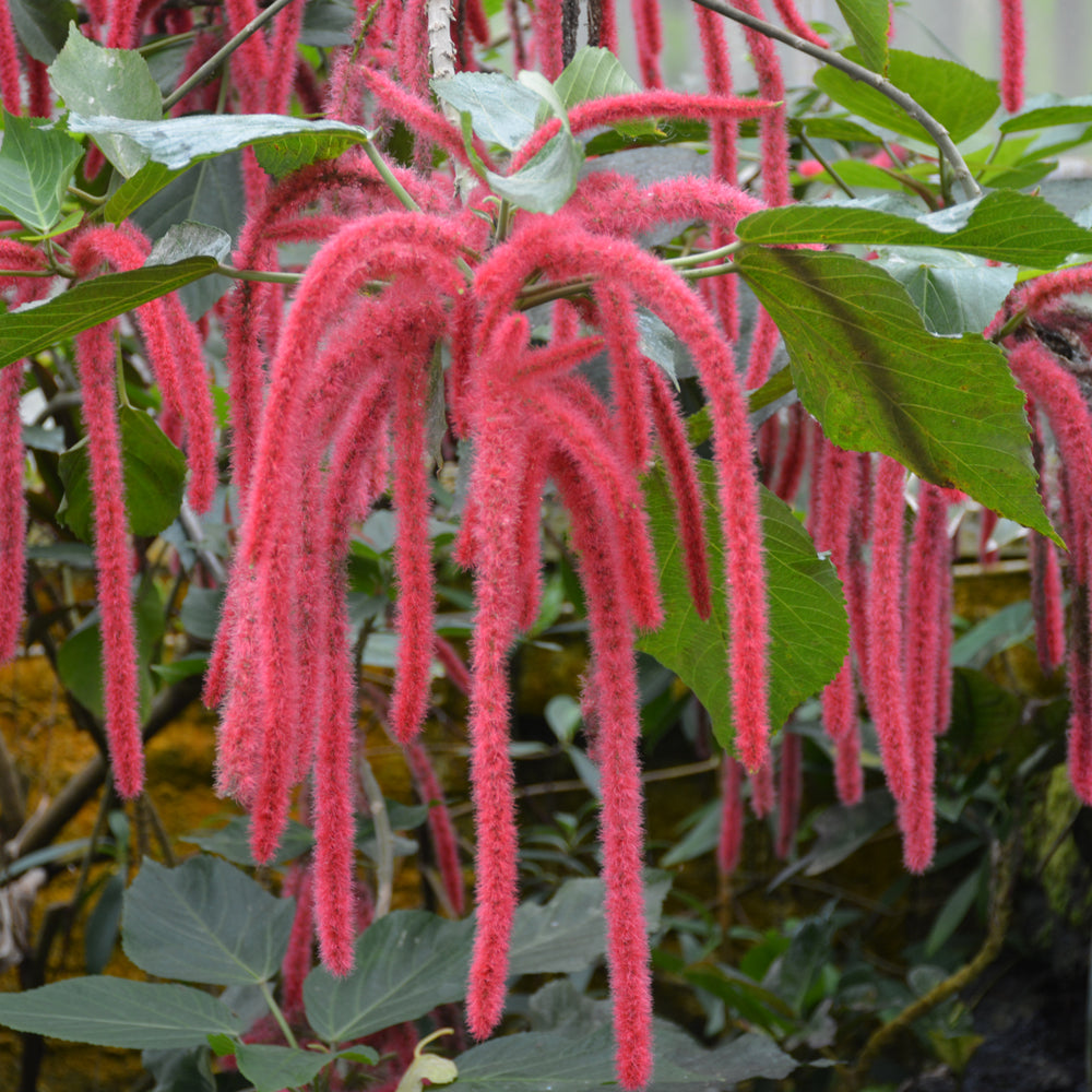 Acalypha-Chenille Fire Tails 11"H