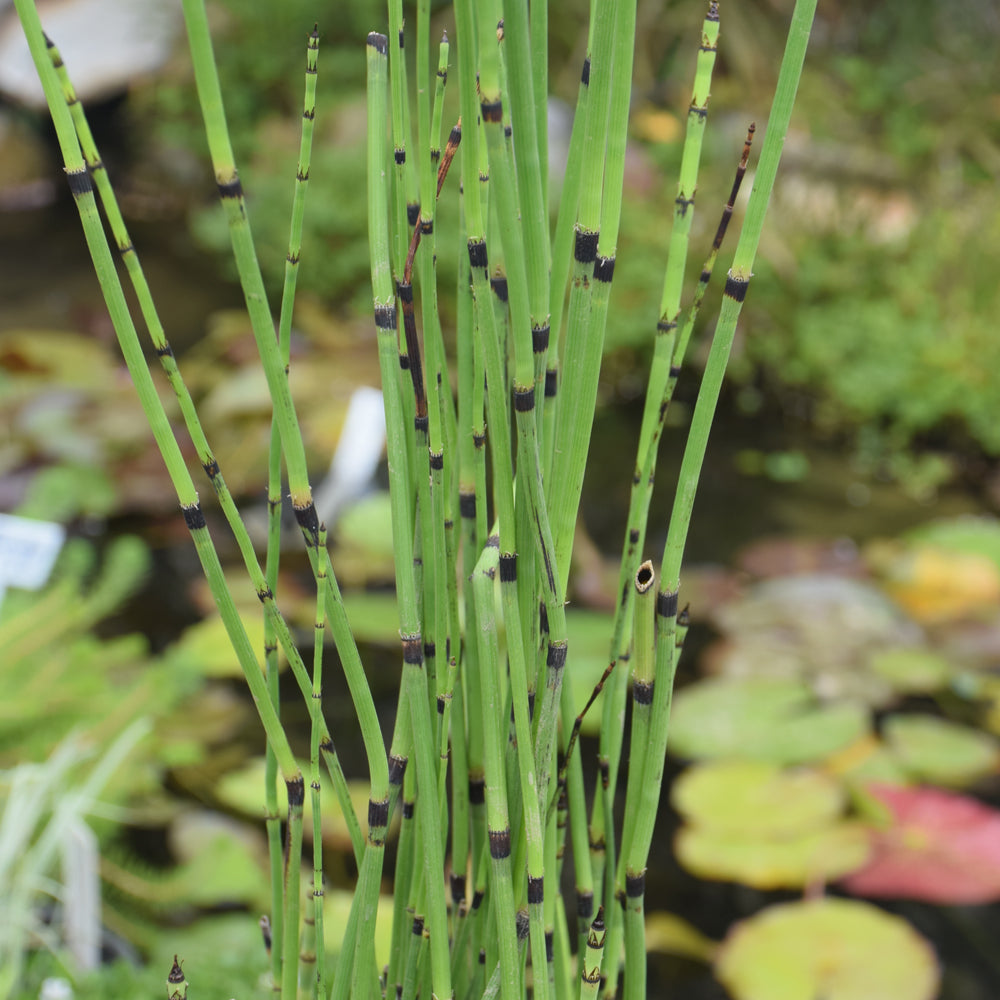 Grass-Rough Horsetail 1C
