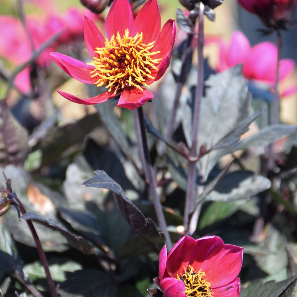 Dahlia-Happy Days Cherry Red Dk Foliage 6.5"