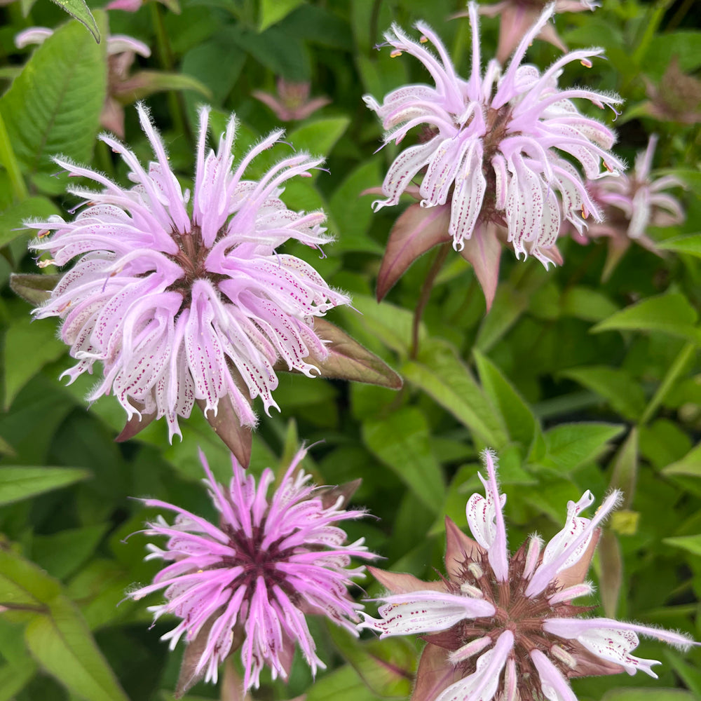 Monarda-Bradburiana 1C