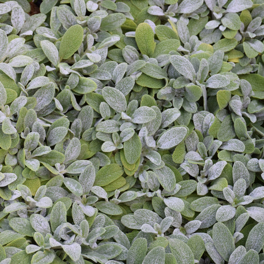 Stachys-Little Lamb 1C