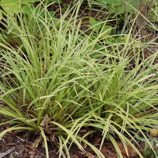 Grass-Evercolor Everglow 1C