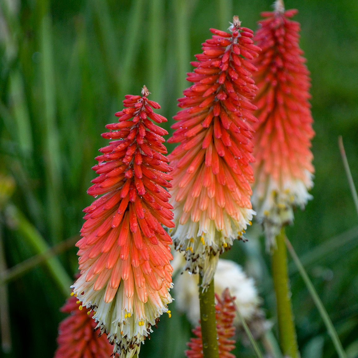Kniphofia-High Roller 1C