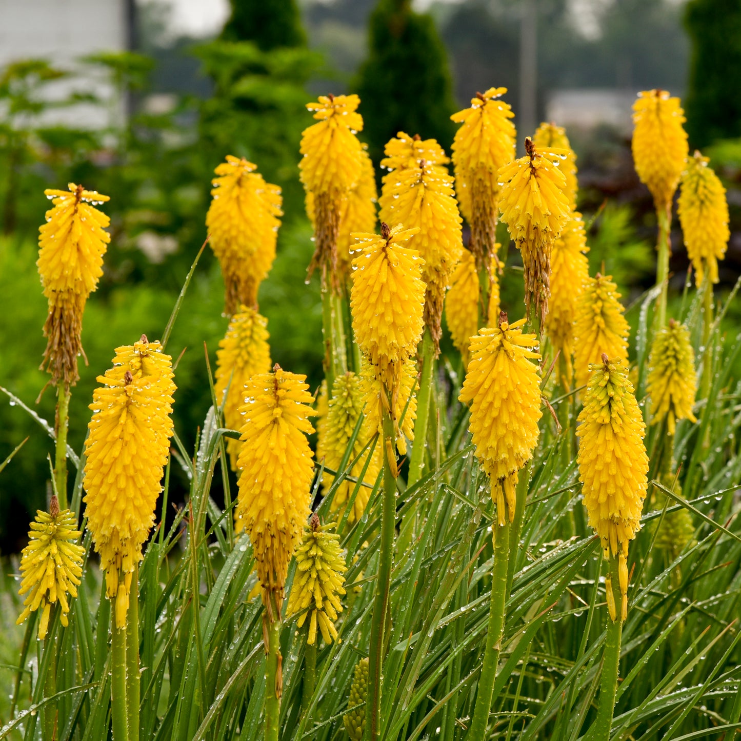 Kniphofia-Solar Flare 1C