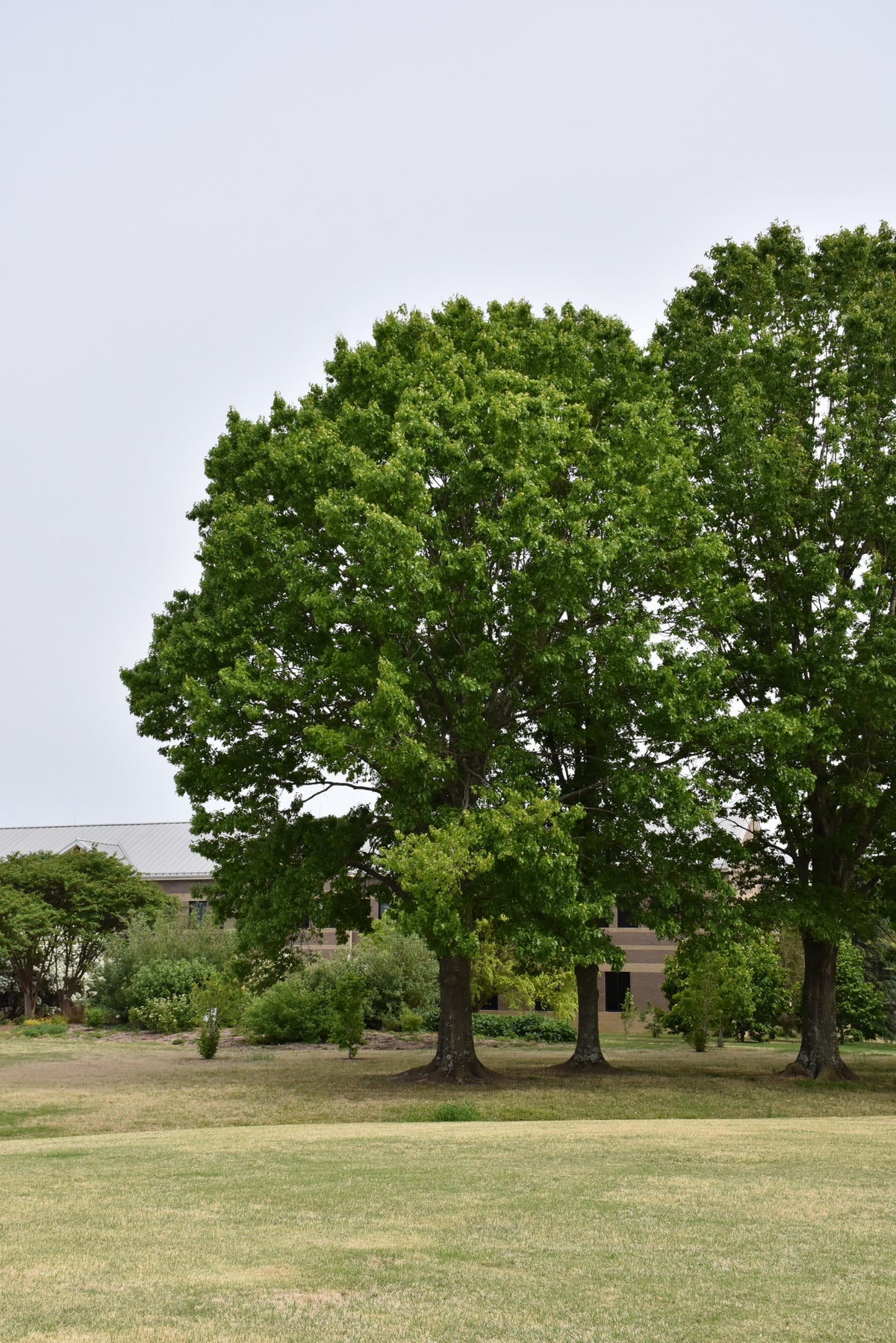 Oak-Northern Red 1.75"B