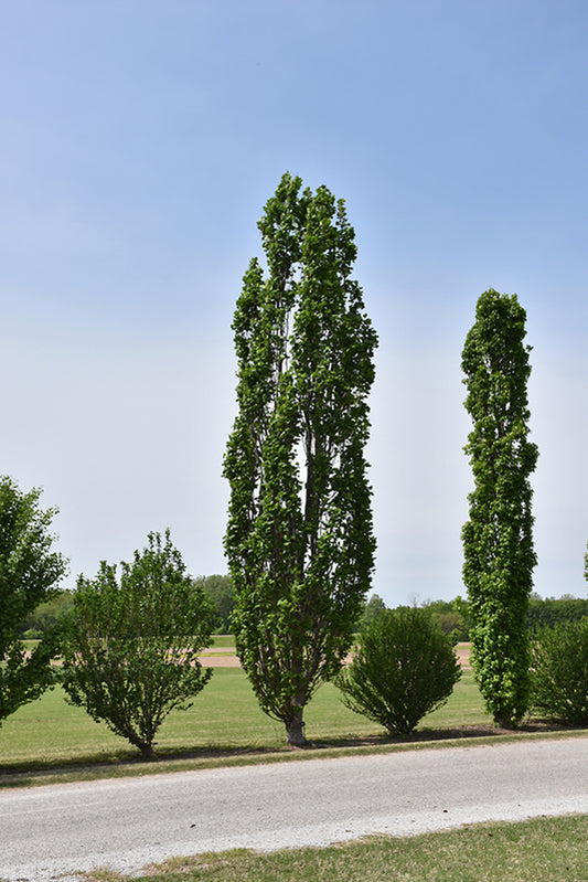 Tulip Tree-Arnold 2.0"B