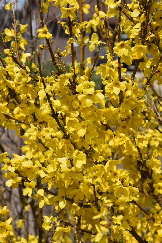 Forsythia-Show Off® 3C
