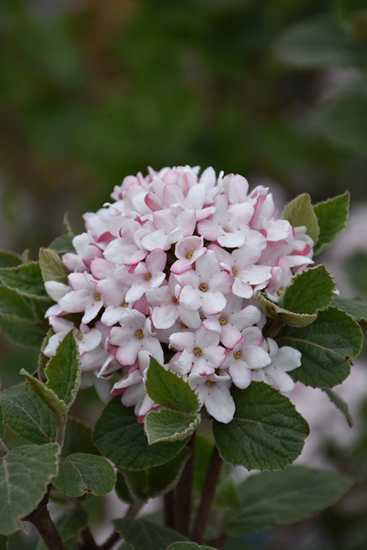 Viburnum-Sugar N' Spice 3C