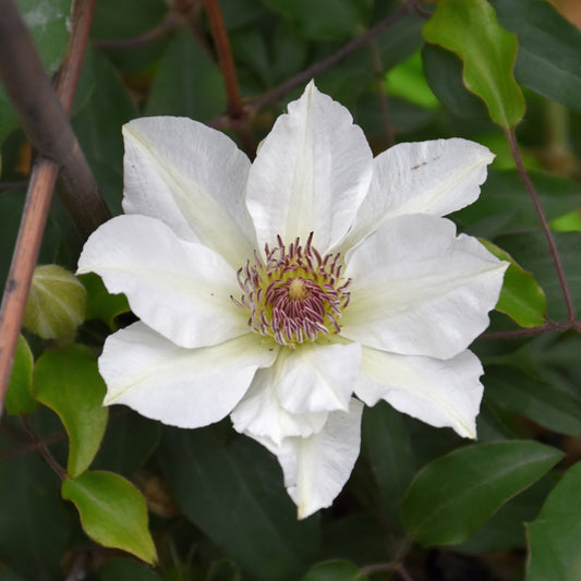 Clematis-Kitty 1C