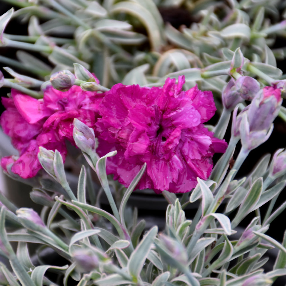 Dianthus-Edgehog 1C