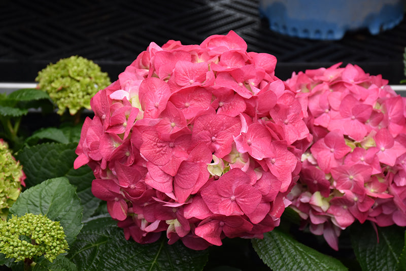 Hydrangea-Summer Crush® 2C