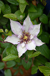 Clematis-Samaritan Jo 1C