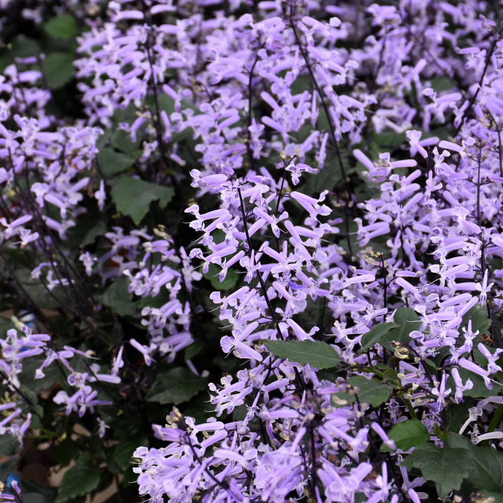 Plectranthus-Mona Lavender 10"