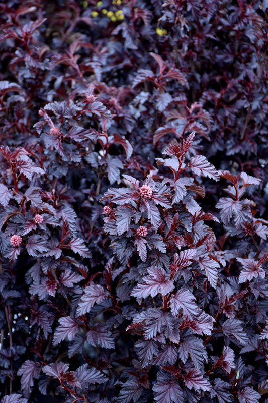 Ninebark-Panther 3CP