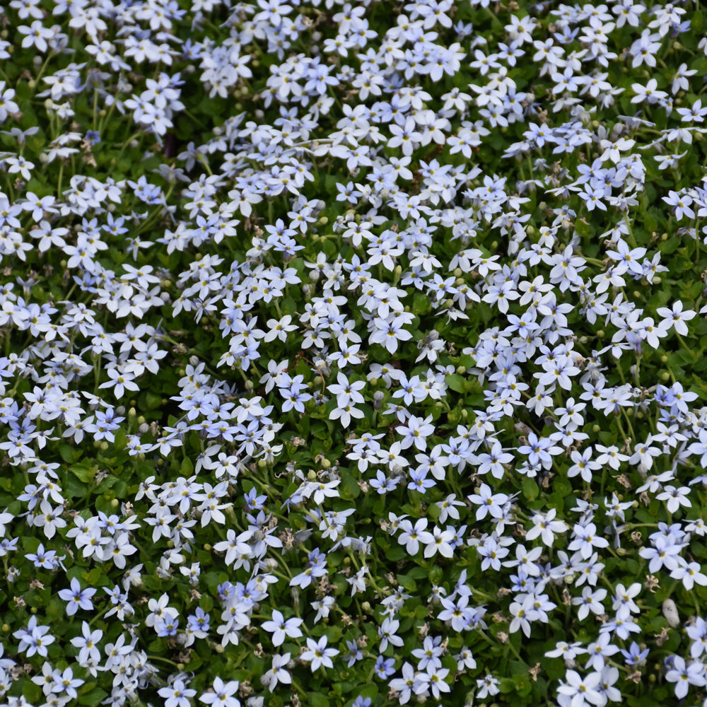 Isotoma-Blue Star Creeper 3.5"C