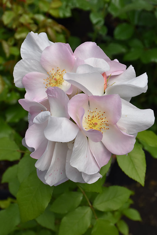 Rose-Sally Holmes CL 2C