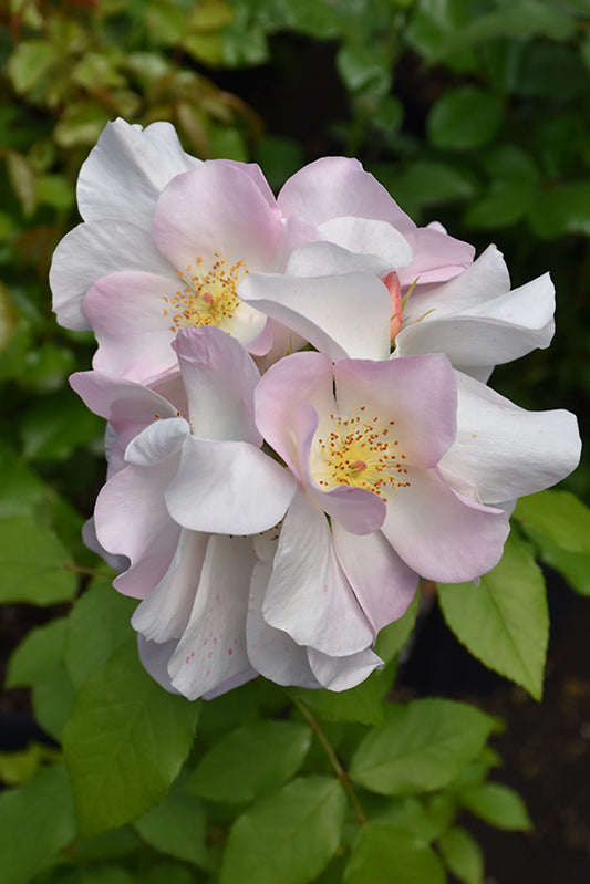 Rose-Sally Holmes CL 2C