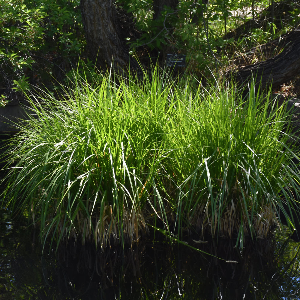 Grass-Porcupine Sedge 1C