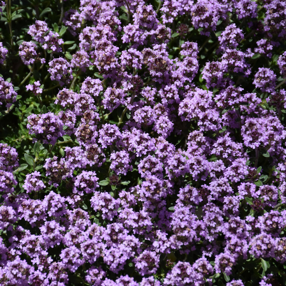 Thymus-Pink Chintz 3.5"C