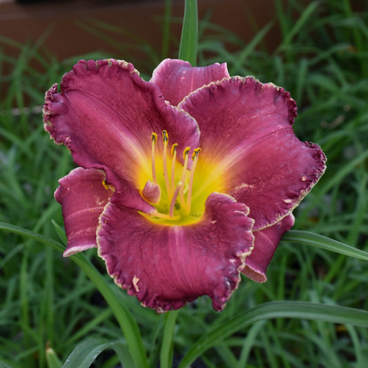 Daylily-Bettylen 1C