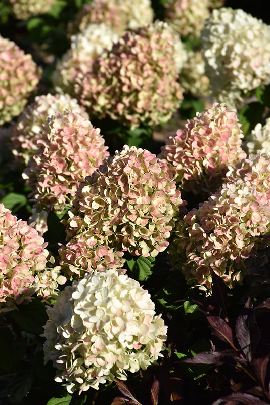 Hydrangea-Little Lime Punch® 3C