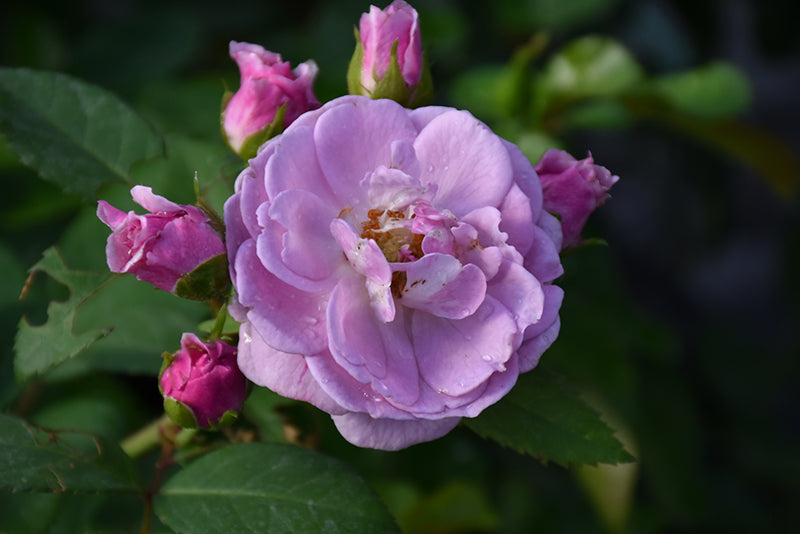 Rose-Lilac Days CL 3C