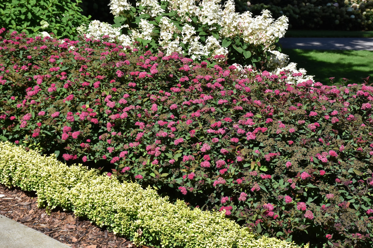 Spirea-Double Play Doozie® 3C