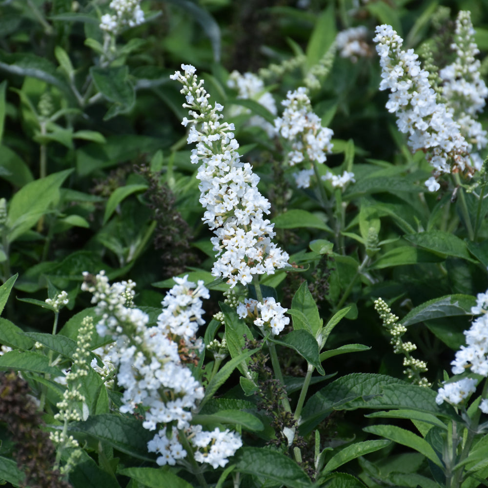 Buddleia-Vanilla Treat 2C