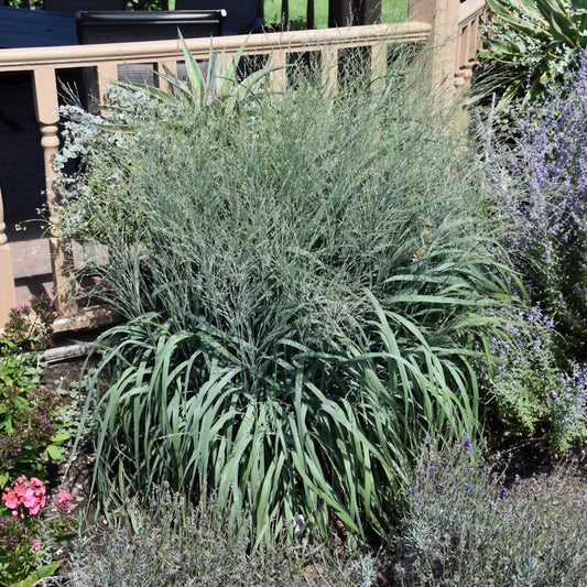 Grass-Niagara Falls 1C