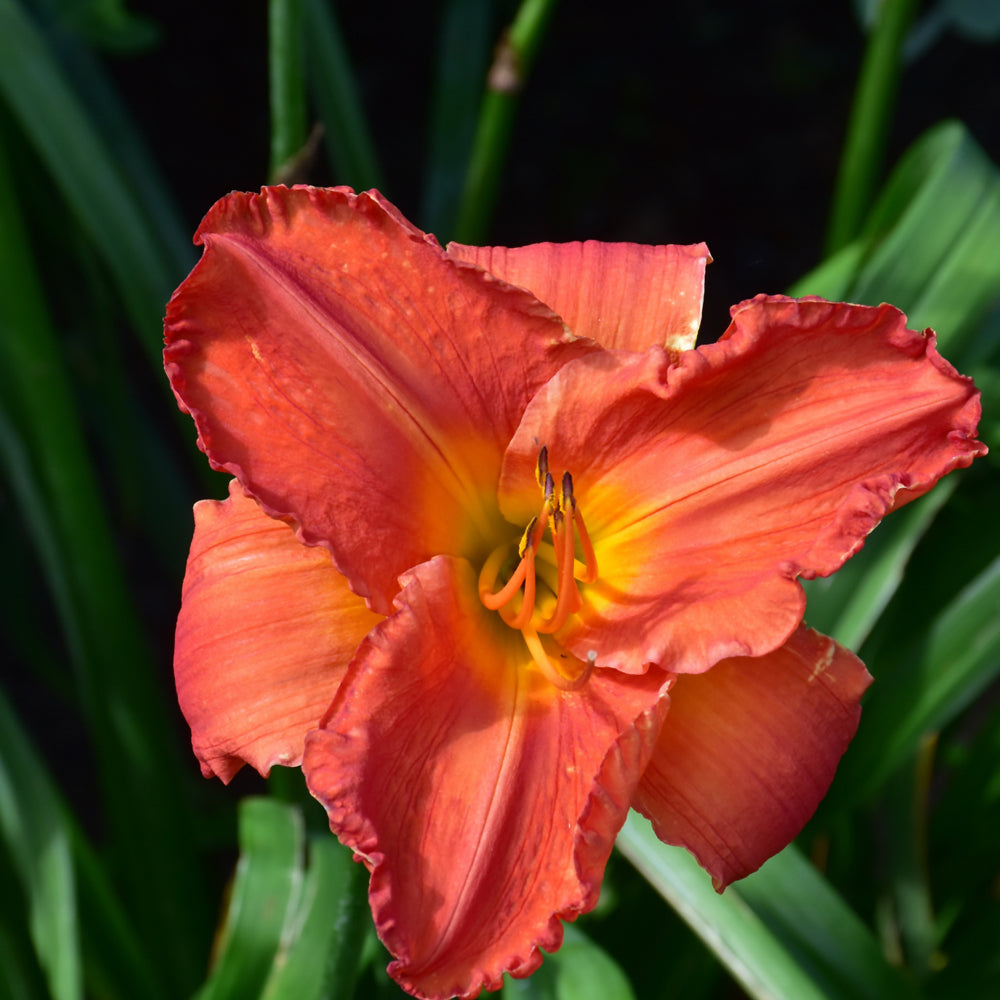 Daylily-South Seas 1C