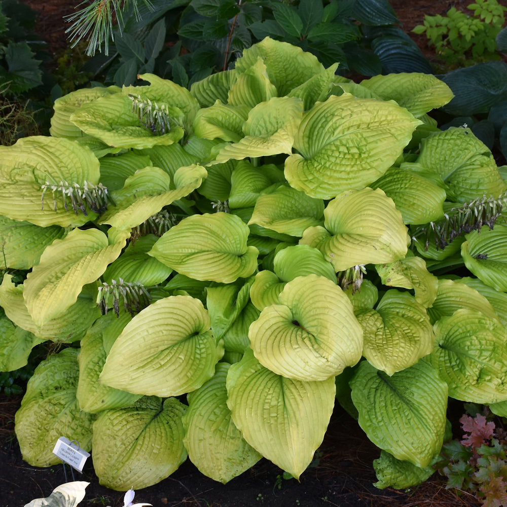 Hosta-Coast to Coast 1C