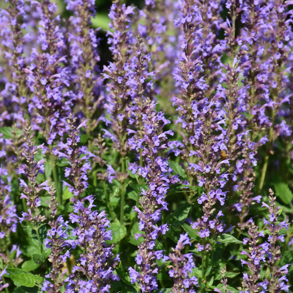 Agastache-Blue Bayou 1C