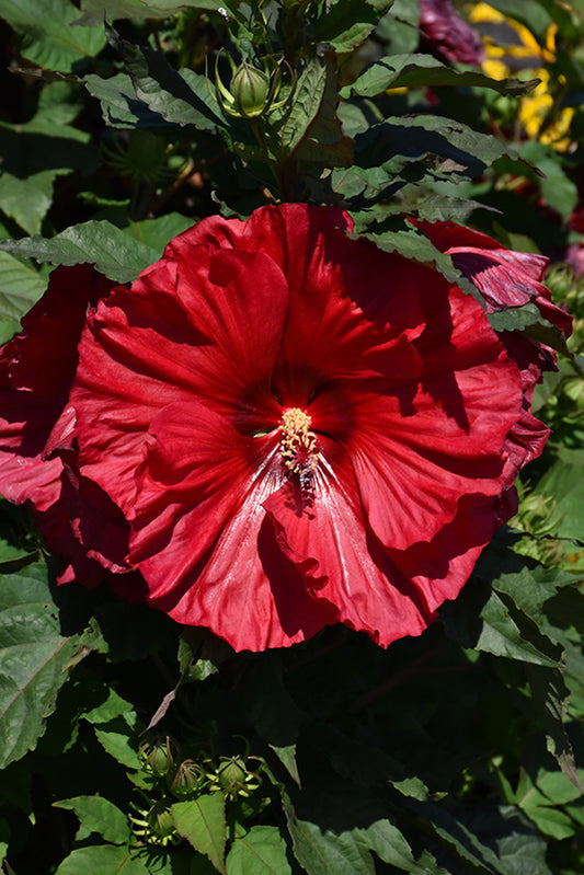 Hibiscus-Valentine's Crush 2C