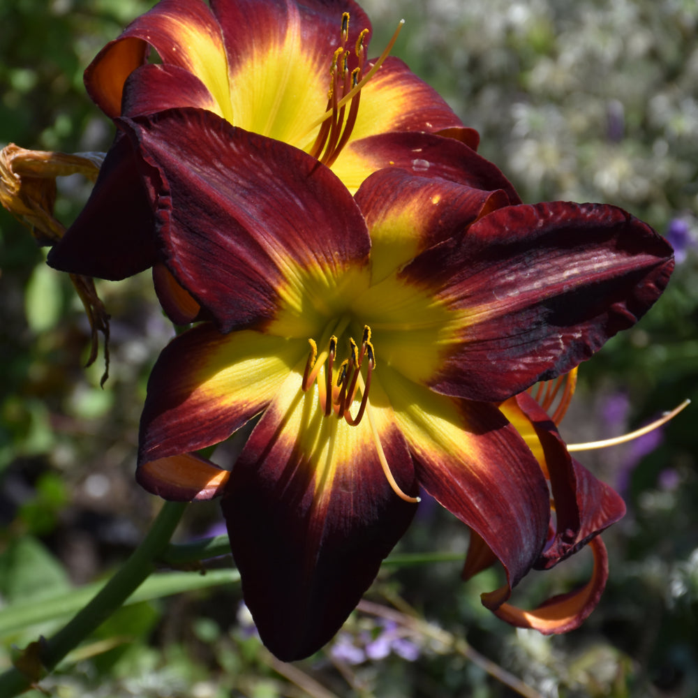 Daylily-Persian Ruby 1C