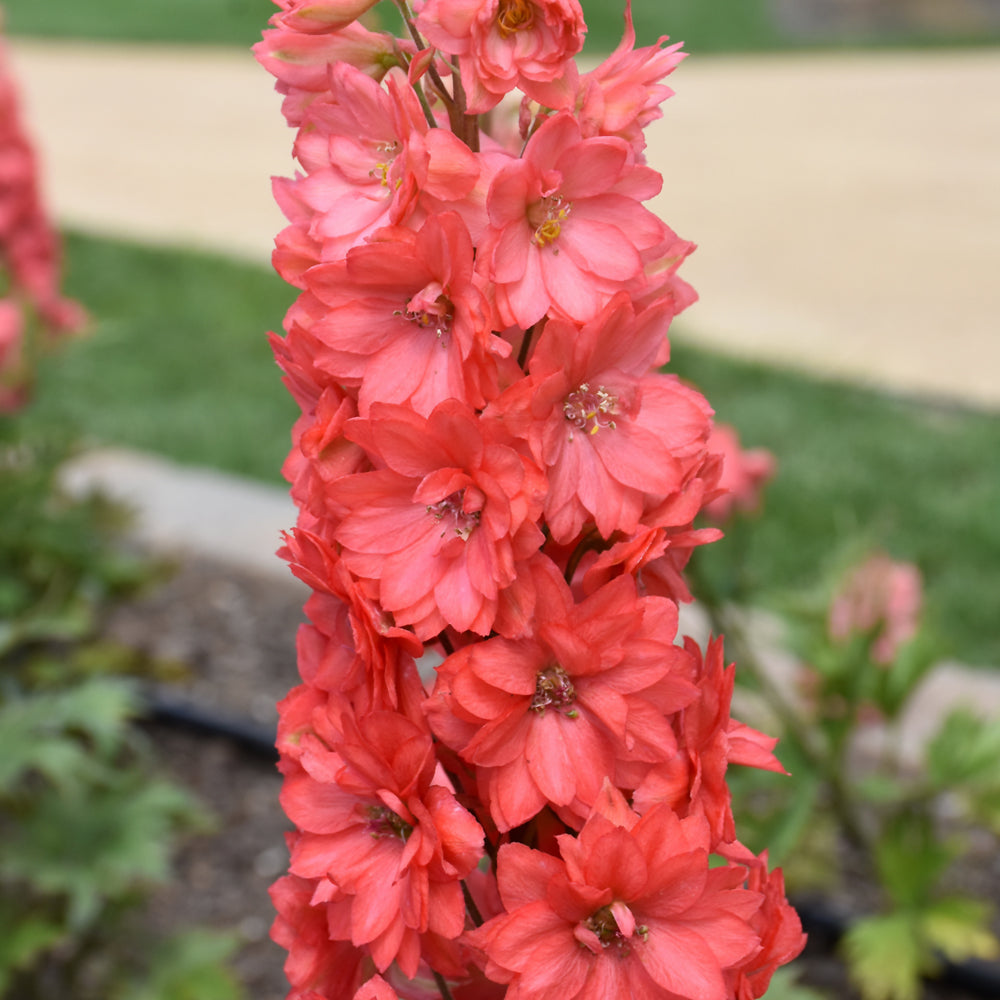 thumbnail image 2 of August, Flower, Portrait, Plant, Delphinium "King Arthur", Larkspur In Garden Image561907952 2 of 13