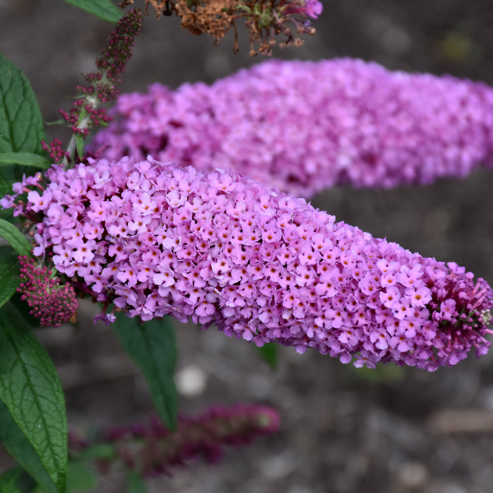 Buddleia-Pugster Pinker 2C