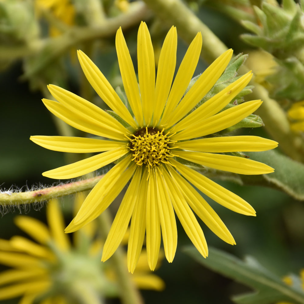 Silphium-Laciniatum 1C