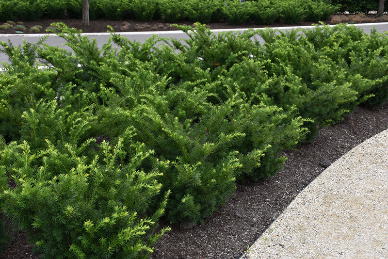 Yew-Densiformis 2C