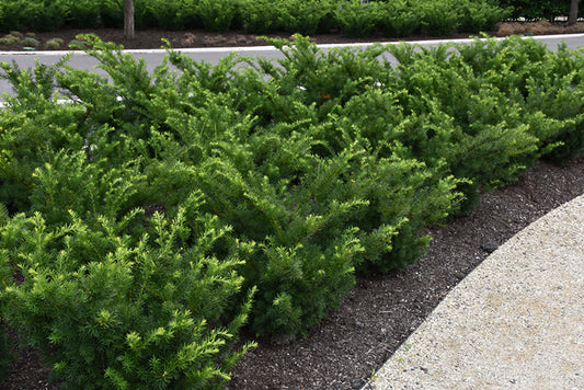 Yew-Densiformis 2C