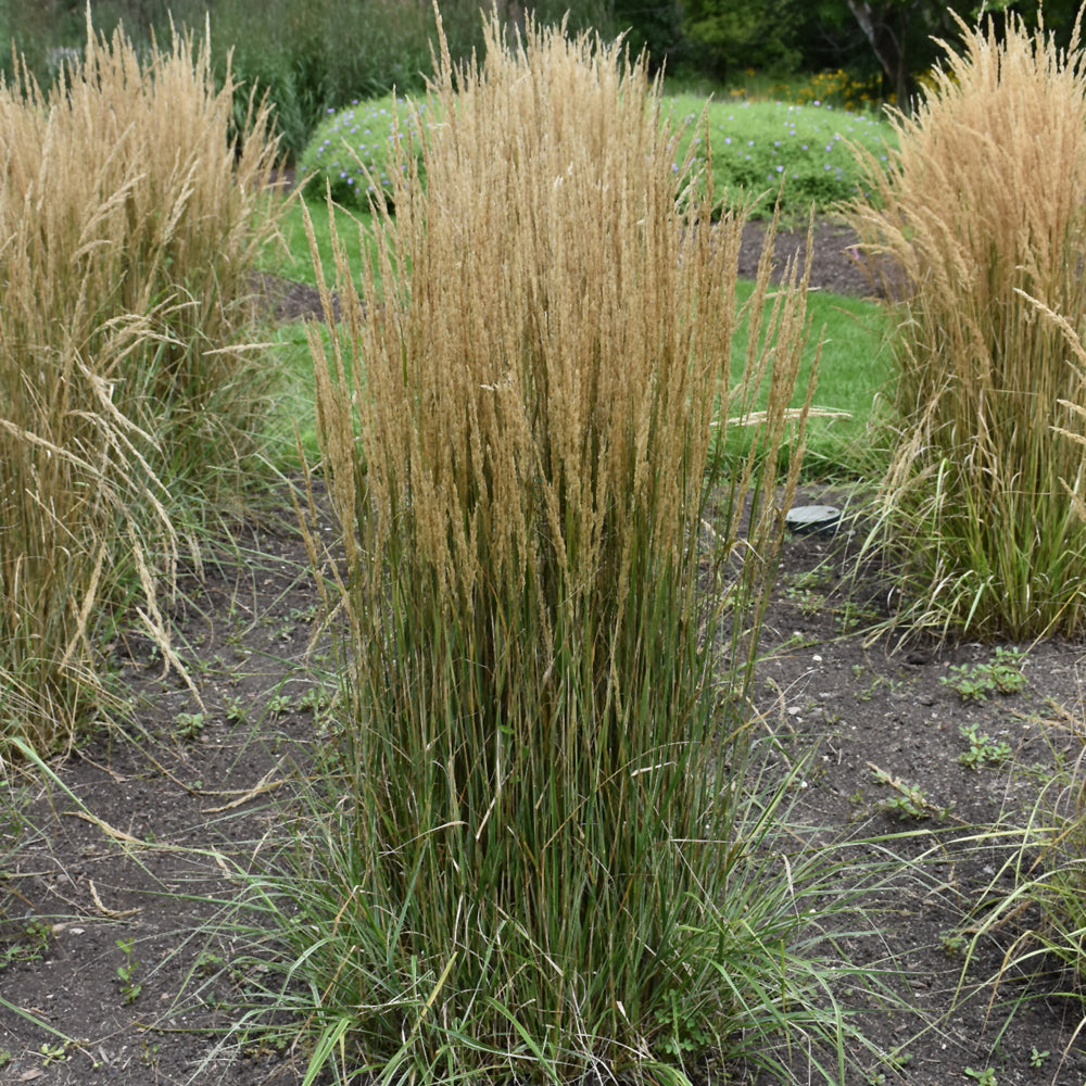 Grass-Hello Spring 1C