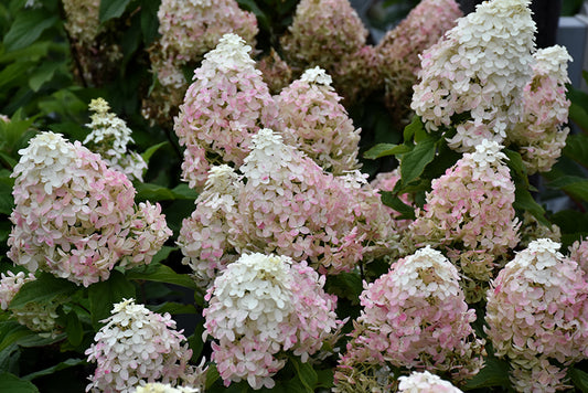 Hydrangea-Quick Fire Fab® 3CP