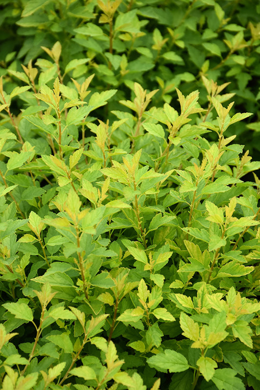 Ninebark-Raspberry Lemonade3CP